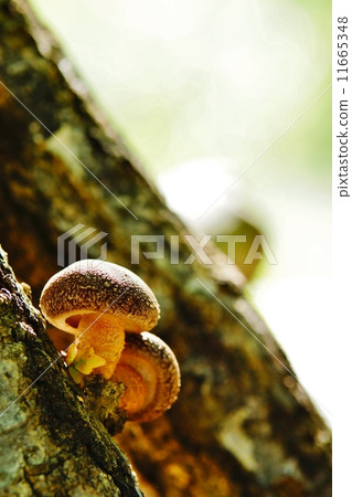 好朋友香菇 11665348