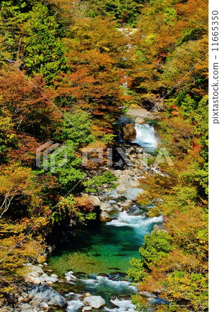 Konjo峽谷五顏六色的葉子 Konjo峽谷五顏六色的葉子 11665350