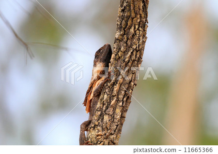 瓢蟲蜥蜴 11665366