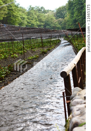 Daio Wasabi Farm Daio Wasabi Farm 11665375
