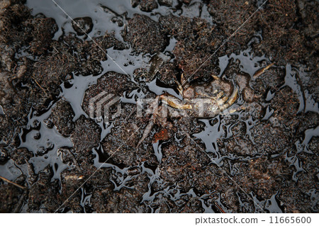 crab and crude oil spill on the stone a 11665600