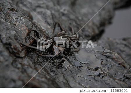 crab and crude oil spill on the stone a 11665601
