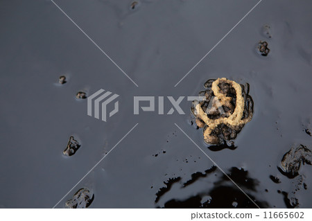 crab and crude oil spill on the stone a 11665602