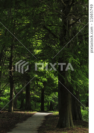森林路 森林路 11665749
