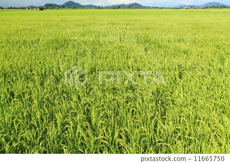 風穿越Aota 風穿越Aota 11665750