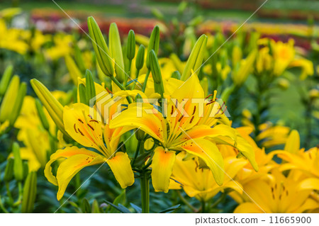 Lily flower 11665900