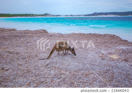 幸運灣的袋鼠 11666043