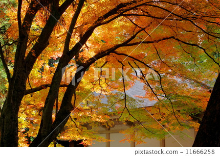 Chusonji寺 Chusonji寺 11666258