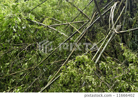 Bamboo Forest 11666402