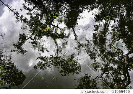 Dirty Swimming Pool Dirty Swimming Pool 11666409