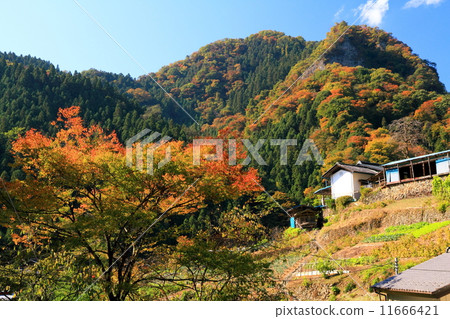 Mountain village scenery of autumn leaves in Nishito Mountain village scenery of autumn leaves in Nishito 11666421