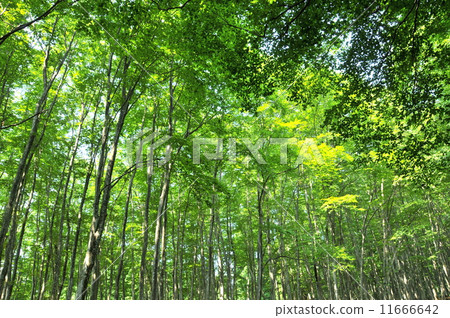 Tokamachi beautiful forest Niigata prefecture 11666642