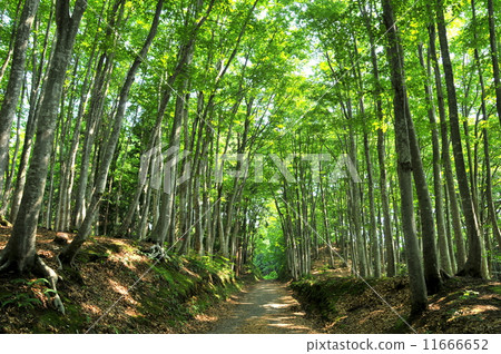 十日町美麗的森林新潟縣 11666652