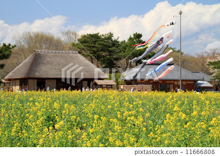 Nanohana和Koinobori（日立海濱公園） 11666808