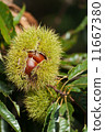 Ripe chestnuts 11667380