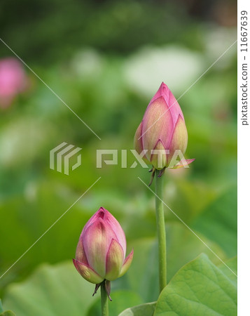 蓮花芽 11667639