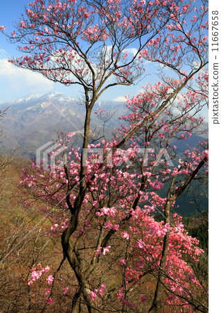 日光和Nodoizuyama的Akashirizu杜鵑花和Mt. 11667658