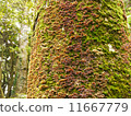 Moss 11667779