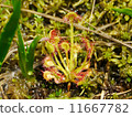 Welsh onion 11667782
