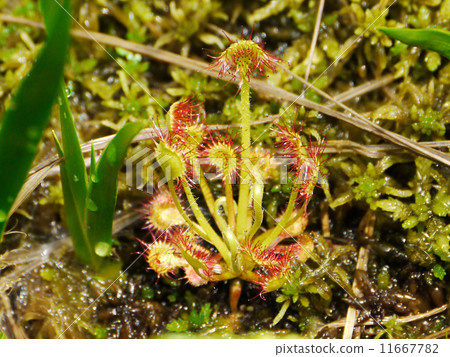 威爾士洋蔥 11667782