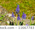 Muscari 11667783