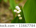 Lily of the valley 11667784