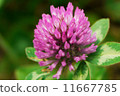 Momoiro white clover 11667785