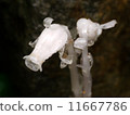 Ginko 11667786