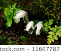 Ginko 11667787