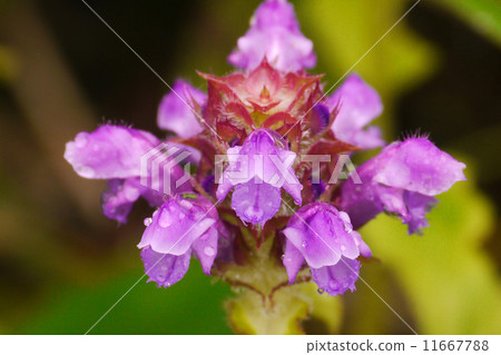 Rice Bogusa 11667788