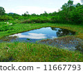 A pond 11667793
