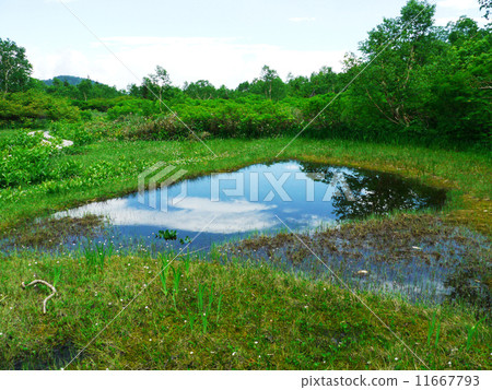 A pond A pond 11667793