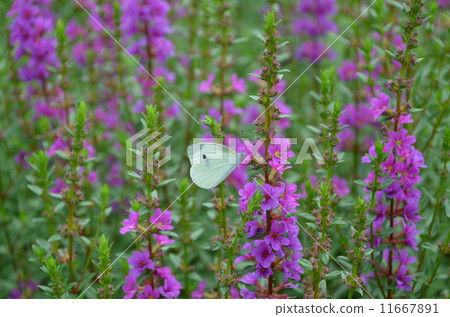 Miso Haigi和Monstrochu 11667891