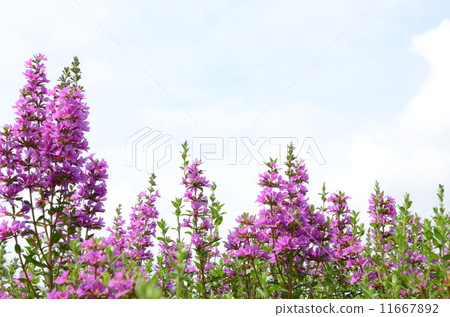 Miso Hagi（Hagi） 11667892