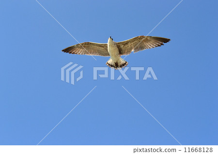 Freedom in the sky 11668128