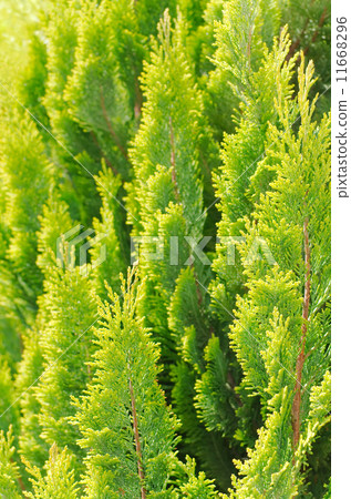 Bright Thuja Closeup 11668296