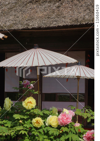 Wagas and Peony Wagas and Peony 11668419