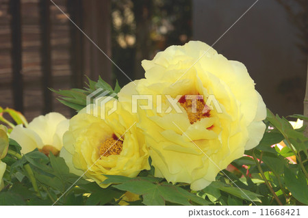 Yellow peony 11668421
