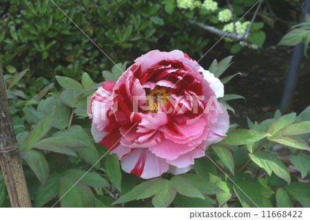 Okinawa peony Shimanikishi 11668422