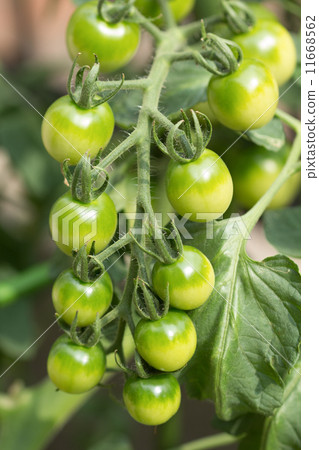 Cultivation of cherry tomatoes Cultivation of cherry tomatoes 11668562