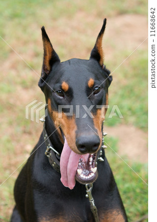 is the german pinscher legal in brunei