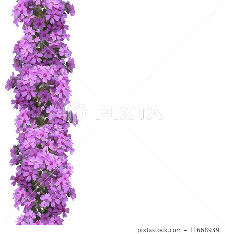 Vertical seamless pattern of flowers phlox. 11668939