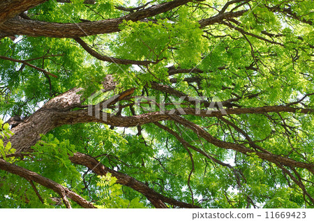 Kentucky Coffeetree Canopy 11669423
