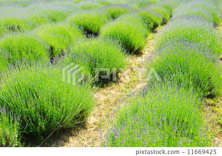 Lavender Field Close-up 11669425