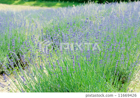 Lavender Bush Close-up 11669426