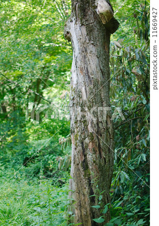 Twisted Tree Trunk 11669427