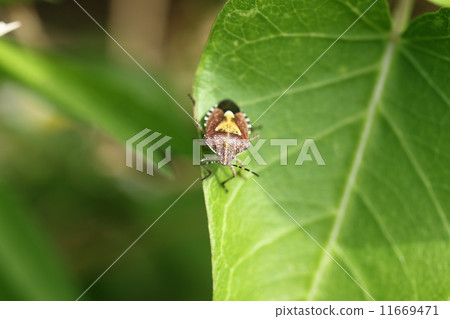 Bee whale bug 11669471