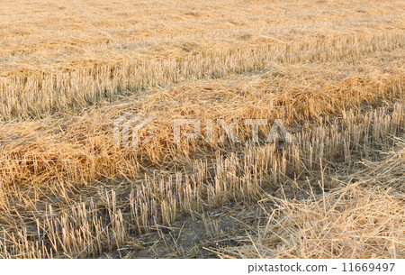 Tractor Tracks on Wheat Stubble 11669497