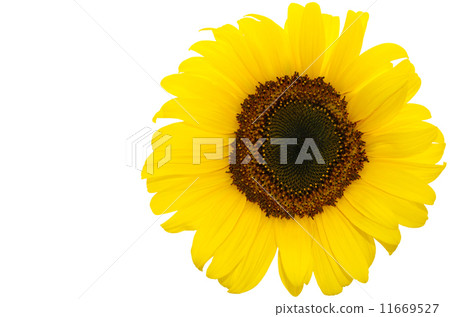 One Isolated Sunflower Head 11669527
