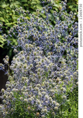 Eringium Eringium 11669730